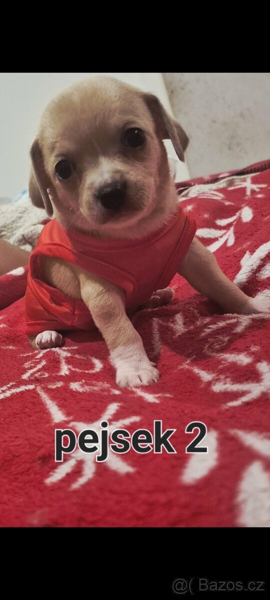 Čivava mini štěňata bez pp - 8