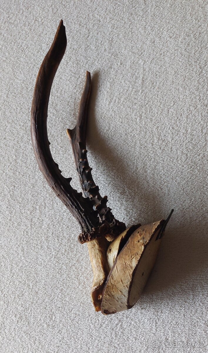 parohy a parůžky - 8