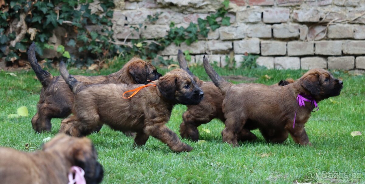 PLAVÁ ŠTĚŇÁTKA BRIARDŮ - 8