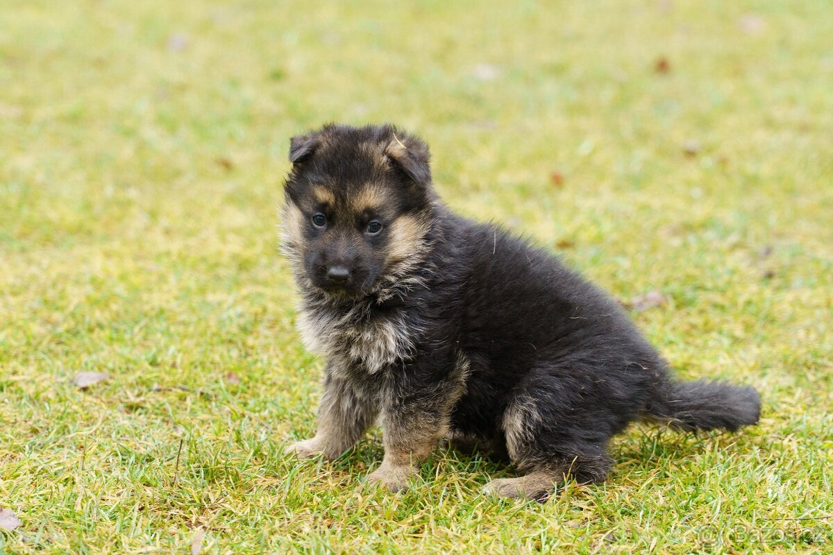 Štěňata - Německého ovčáka - 8