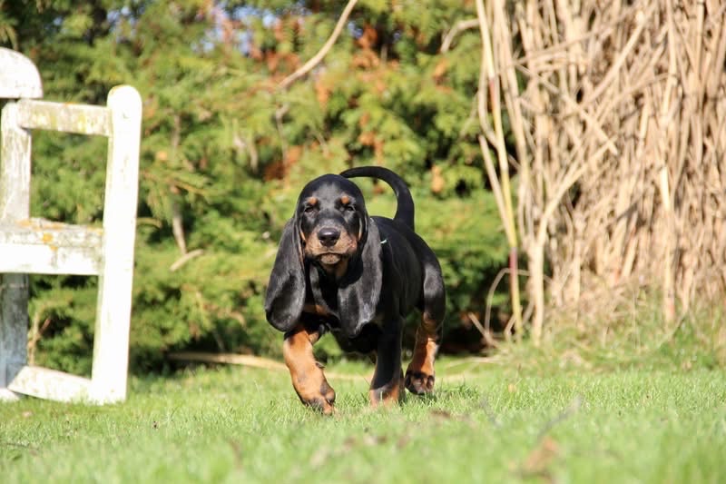 Coonhound Black and Tan/ Americký mývalí pes - 8