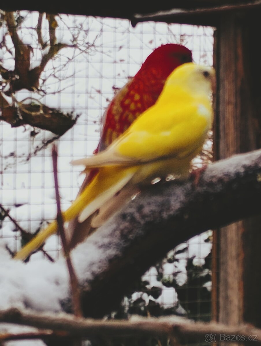 PAPOUŠEK ZPĚVAVÝ - 8