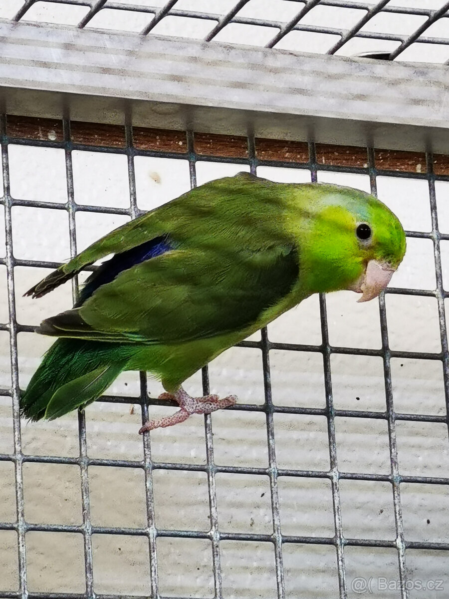 Papoušíček šedokřídlý 2025 - 8