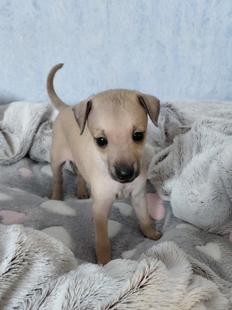 ITALSKÝ CHRTÍK - 8