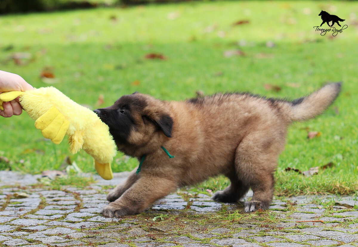 Belgický ovčák Tervueren - štěňátka s PP - kluci - 8