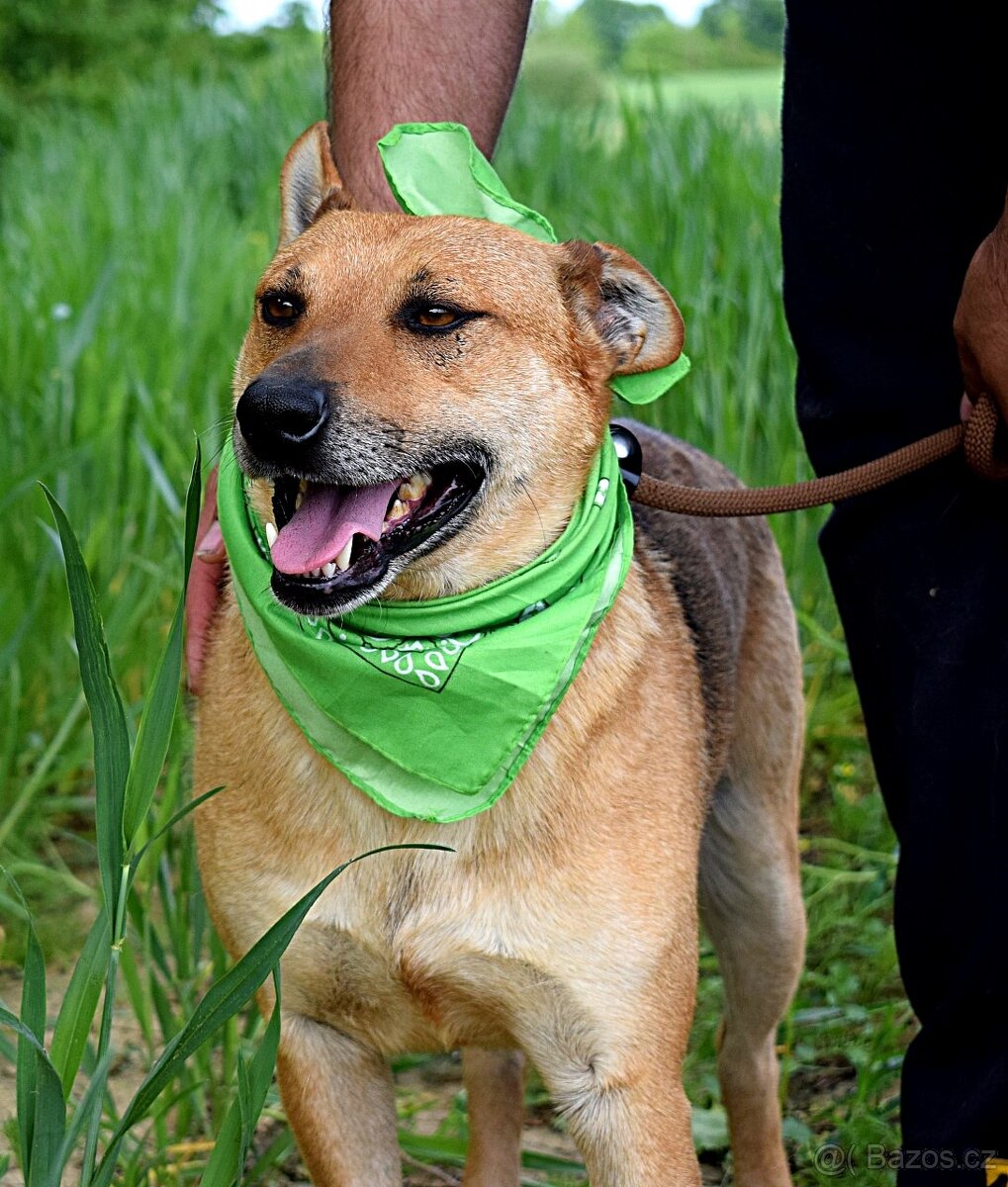 INKY K ADOOPCI - 3 ROKY,PŘÁTELSKÝ, KAMARÁD,VHODNÝ K SENIORŮM - 8