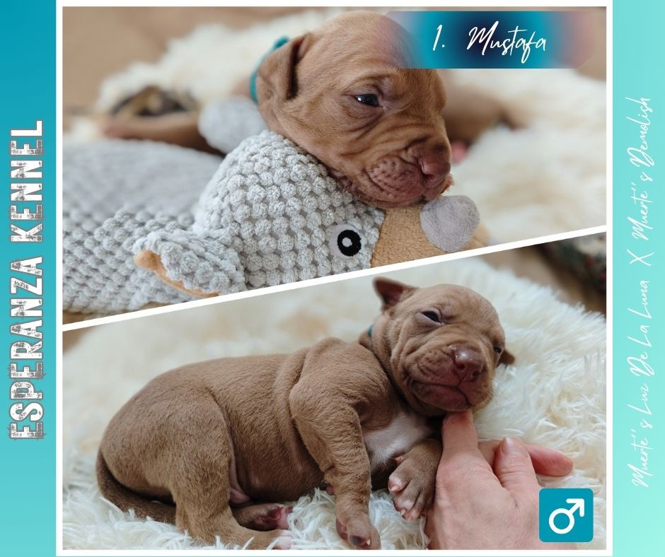 Americký pitbull teriér štěňata s PP - 8