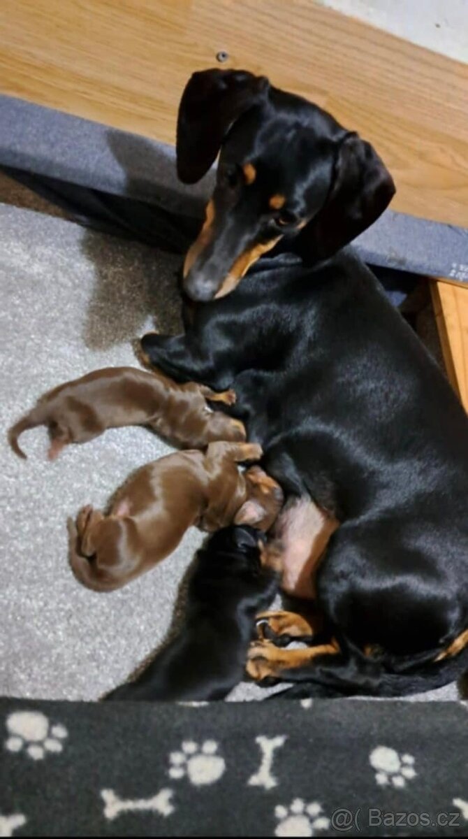 Jezevčík trpasličí - 8