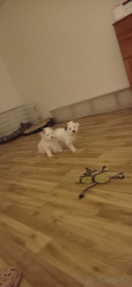 Čínský chocholatý pes - 8