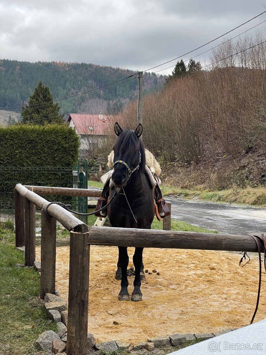 Milionový valach - 8