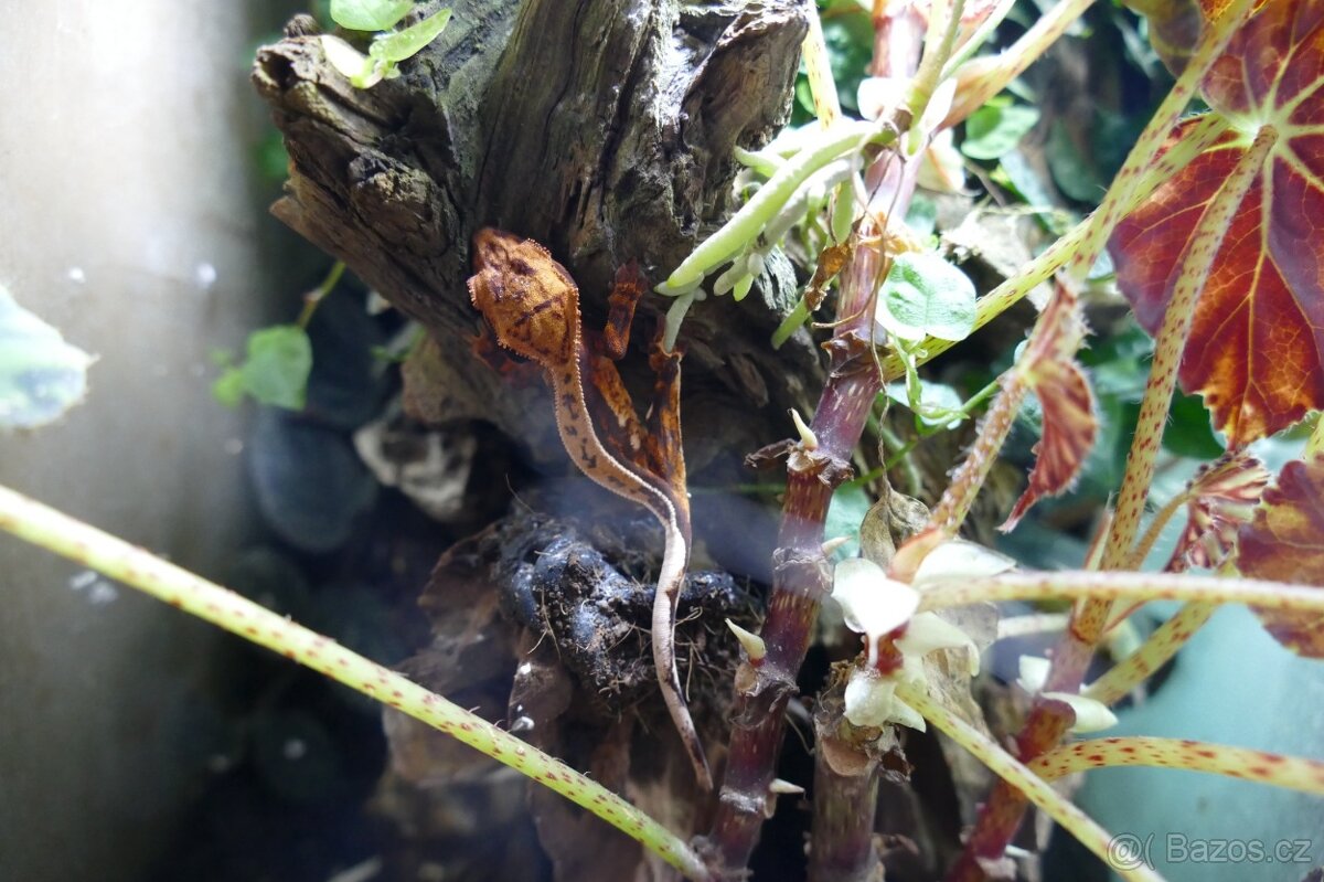 Pagekon řasnatý, Anolisové - 8