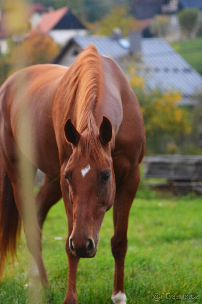 Prodej květen- červen - 8
