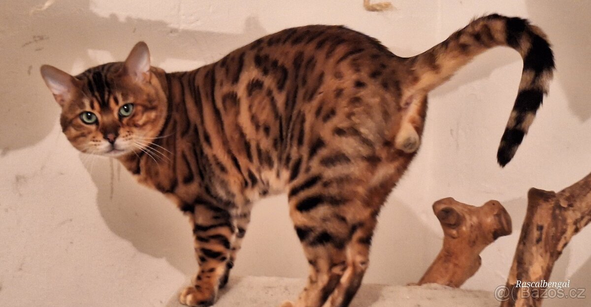 Bengálská kočička do chovu s PP - 8