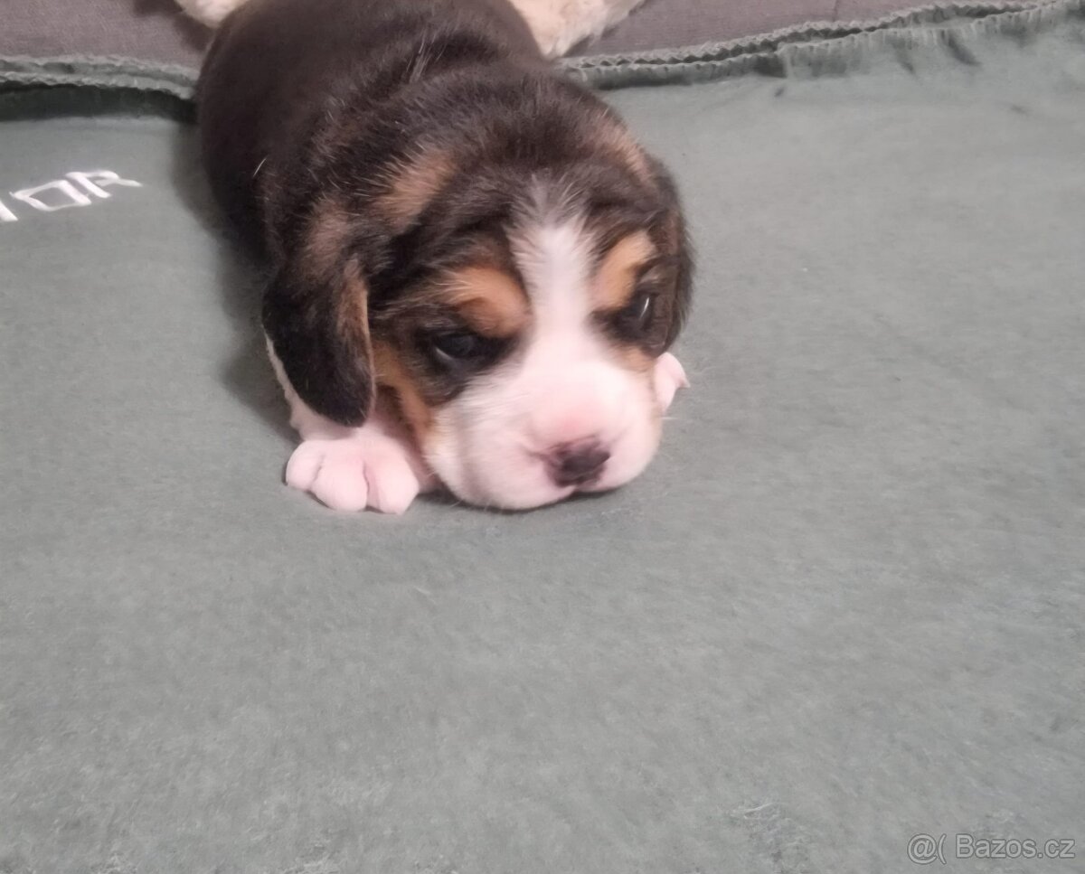 Bígl, Beagle, štěňátka - 8