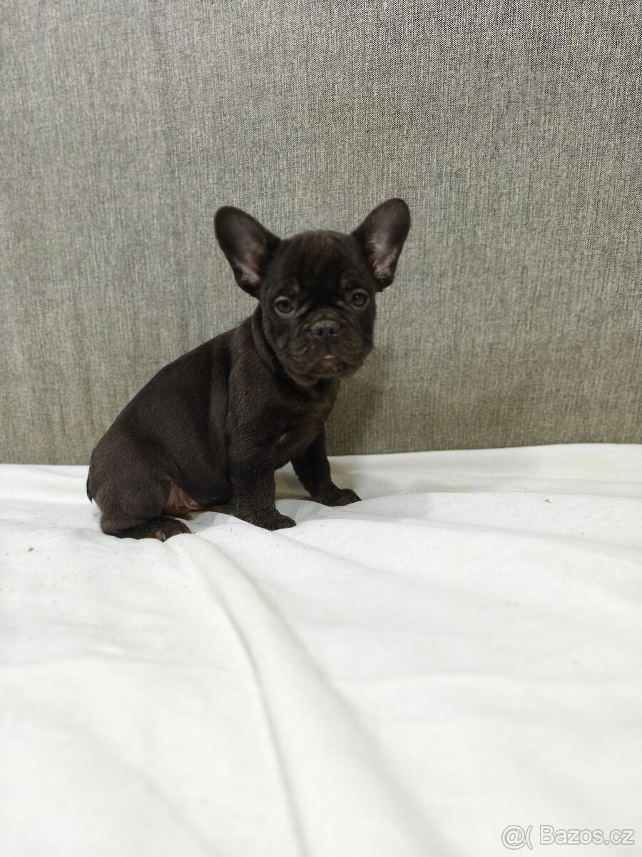 Francouzsky buldoček - 8