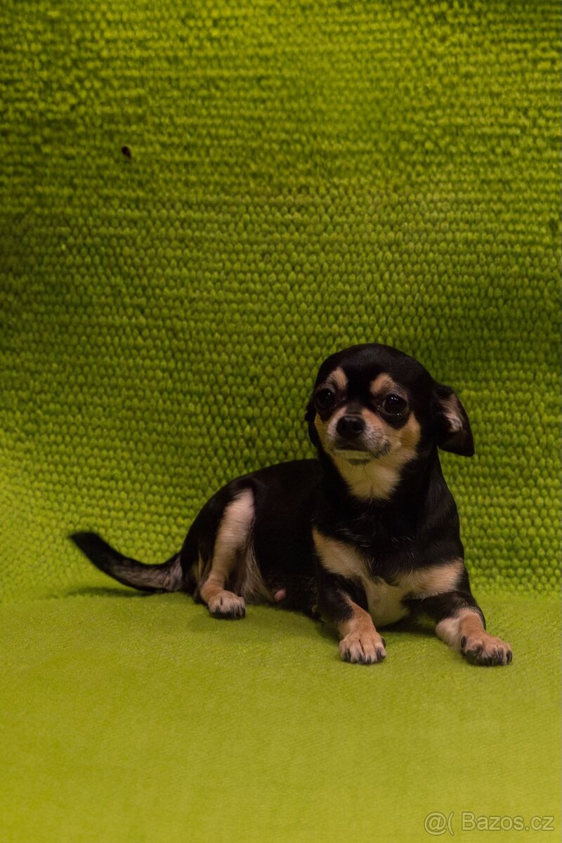 Čivavy chlapeček - 8