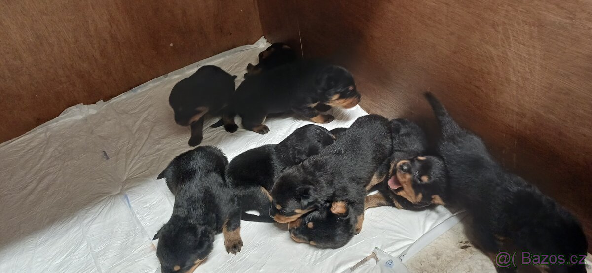 REZERVACE Štěňata rotvajler bez PP - 8