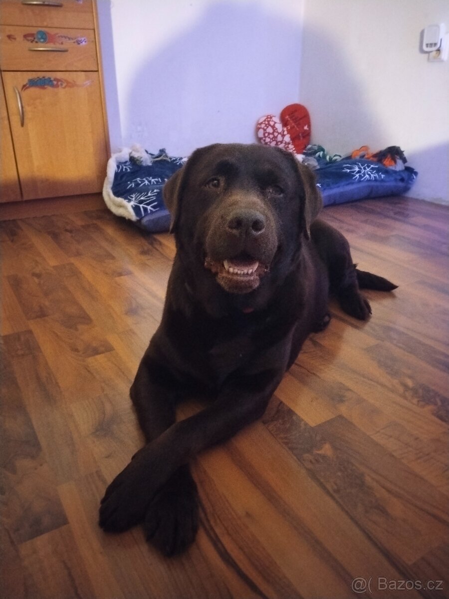 Labradorský retrívr s PP - 8