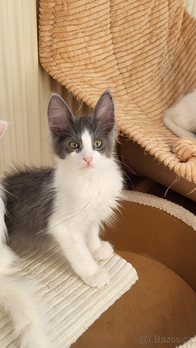 Turecká angora- koťátka s PP - 8