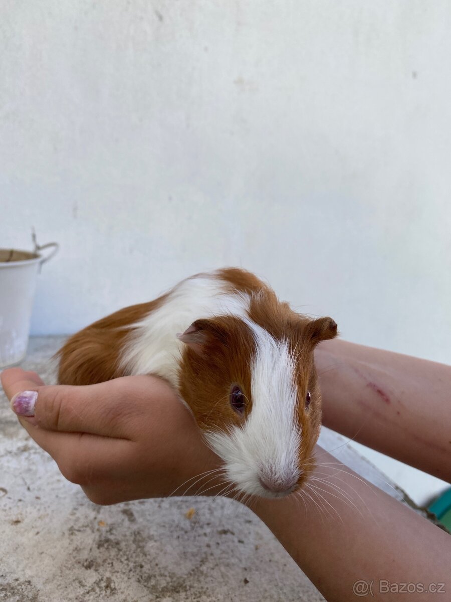 Prodám morčata - 8