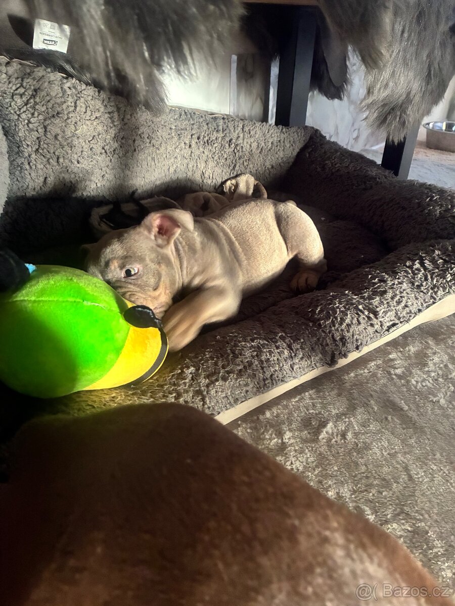 American Bully Micro/exotik s PP - 8