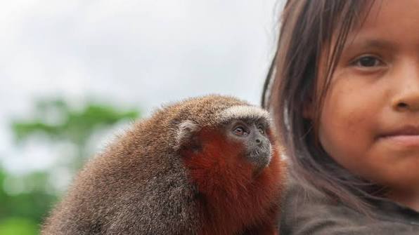 Pozemek v Amazonii - 8