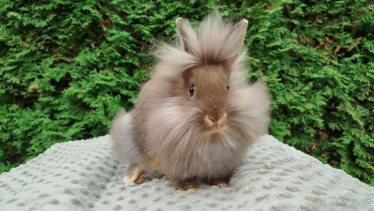 Zakrslý králík, králíček -(lvíček)-NATANIEL - 8