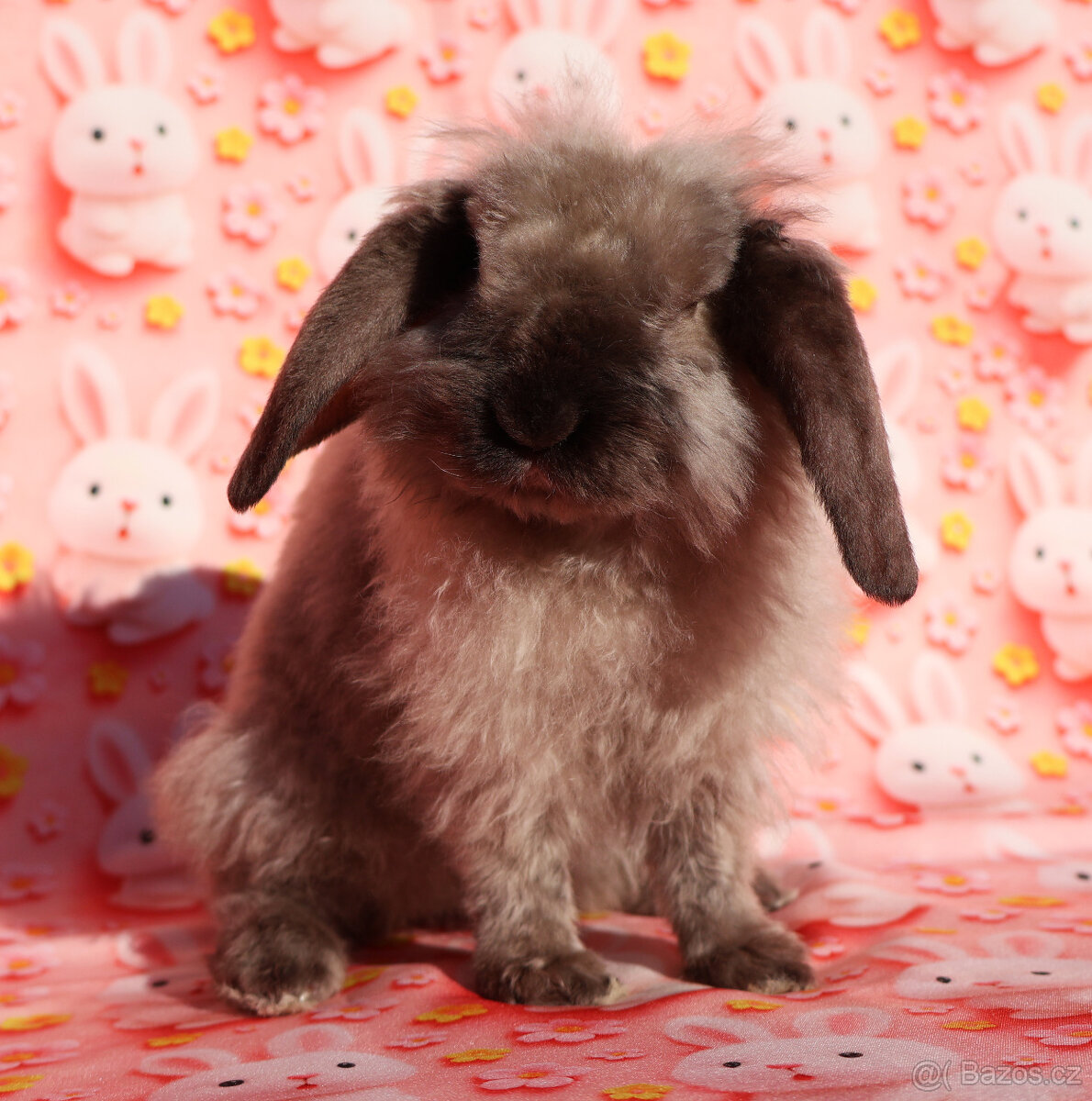 Zakrslý satén rex LT beránek sameček . - 8
