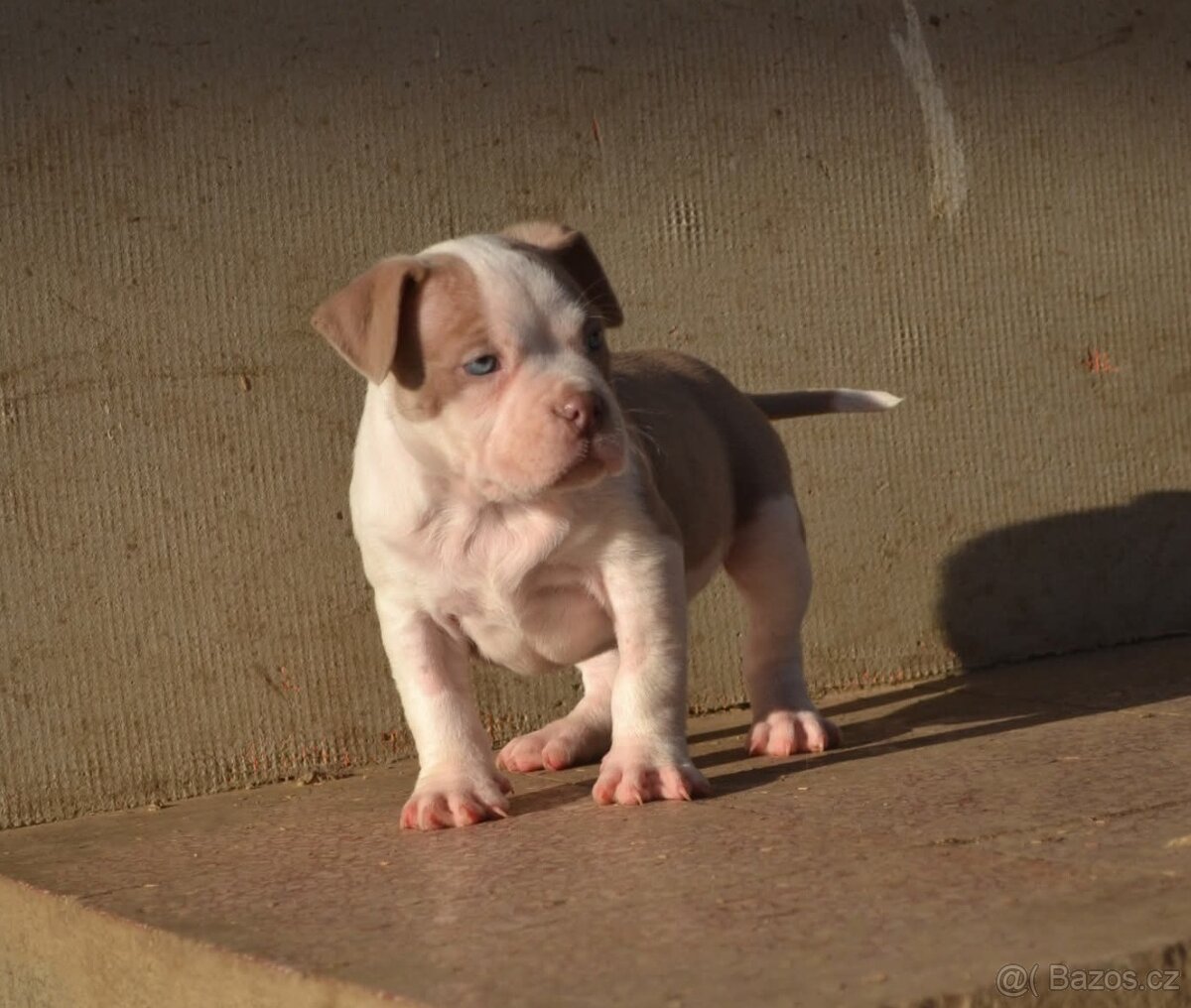 American bully pocket / standard - 8