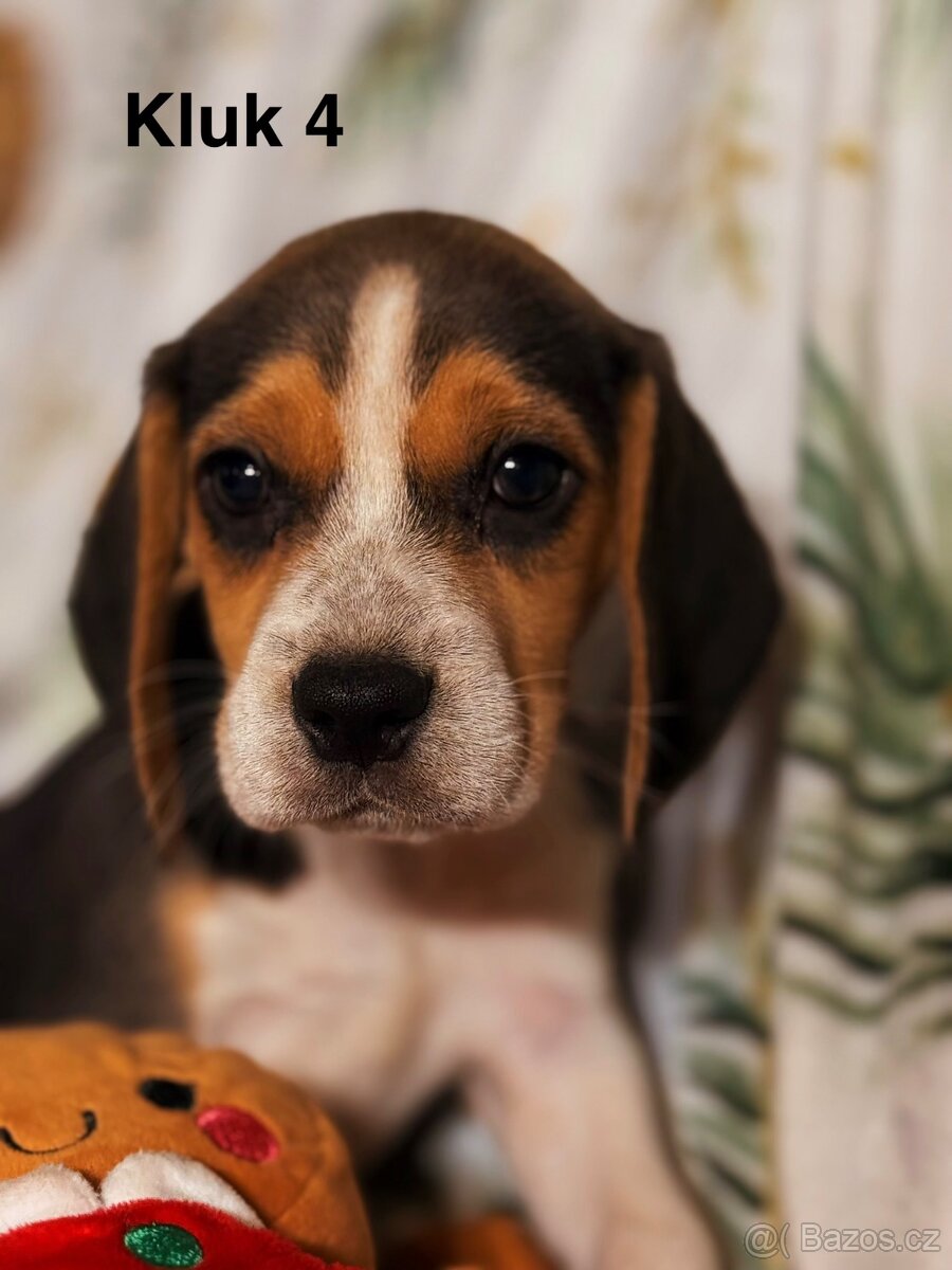 Bígl trikolor, štěňátka - 8