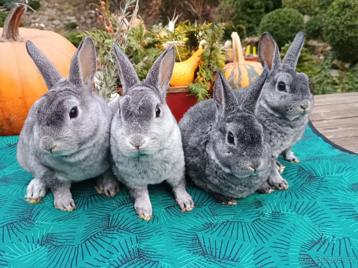 Zakrslý REX činčilový vánoční miminka - 8