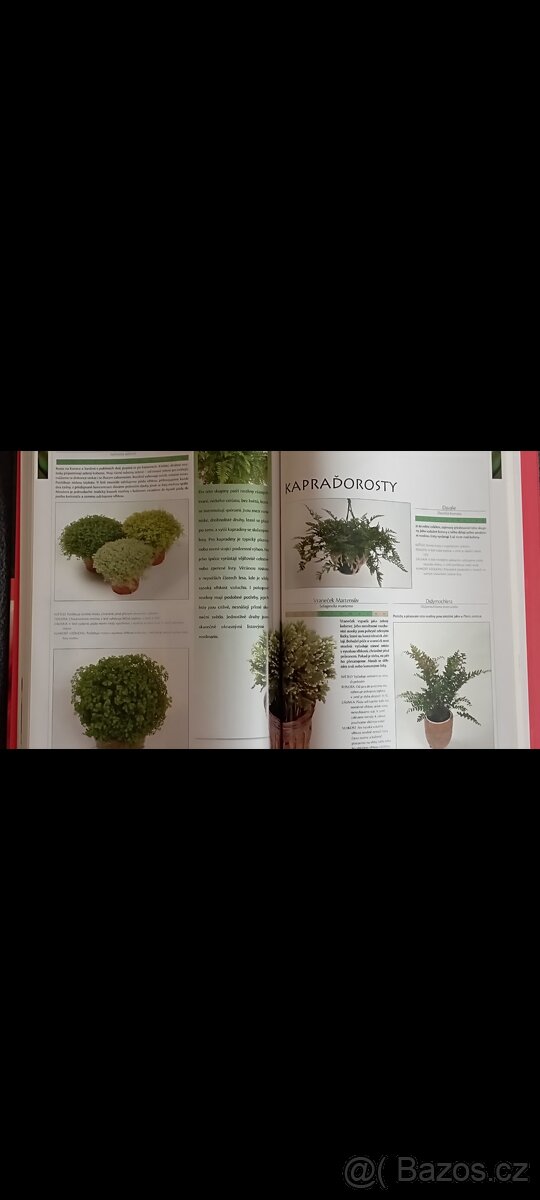 Pokojové rostliny - 8