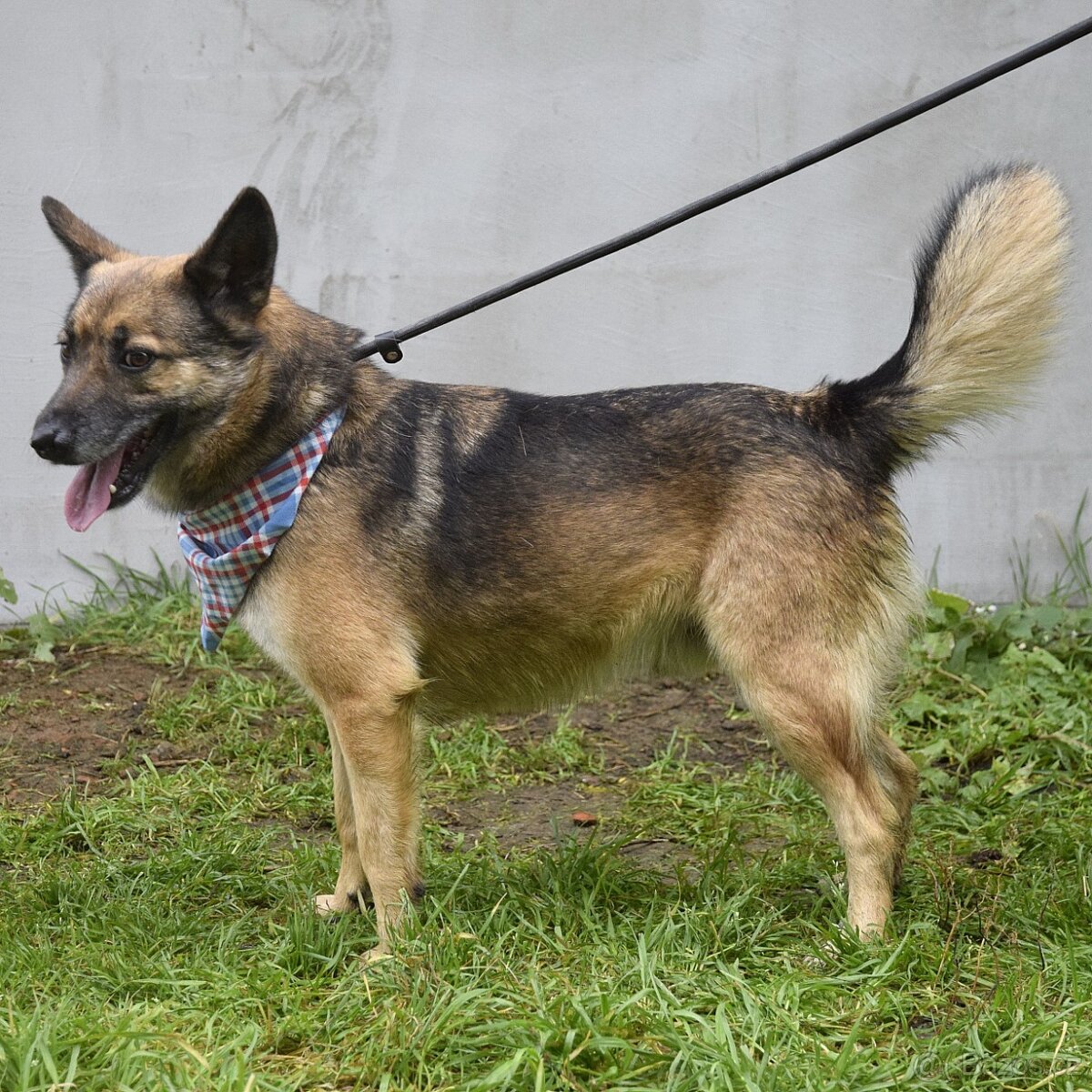 Raudi hledá domov - 8