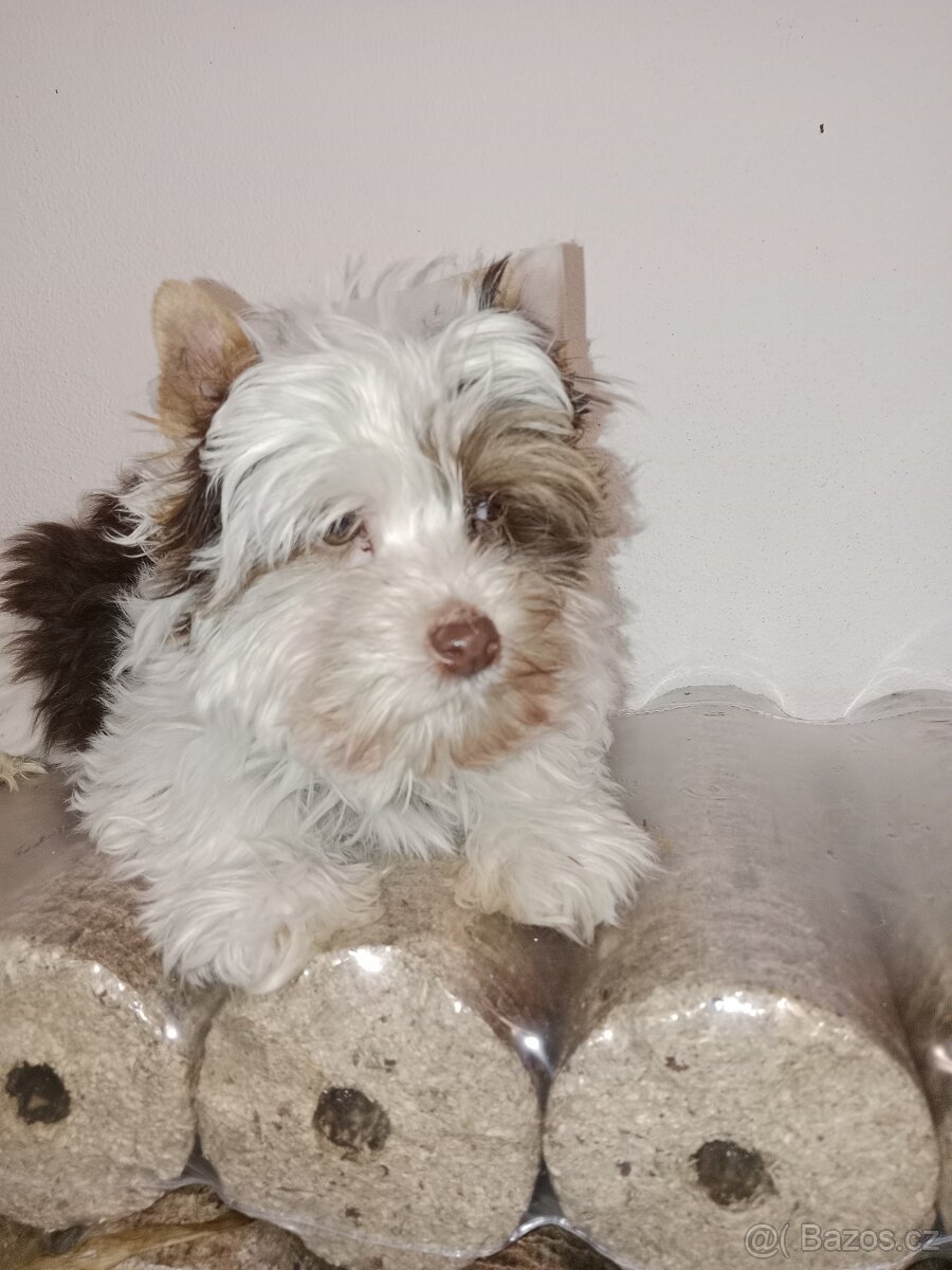 Jorkšírský teriér s pp - 8