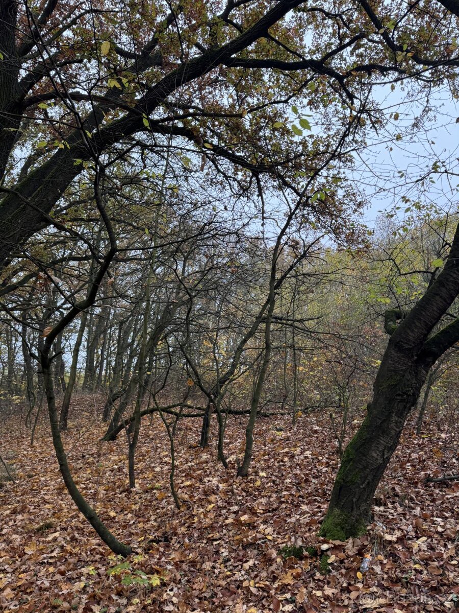 Prodám pozemky v k.ú. Háje a k.ú. Petrovice - 8