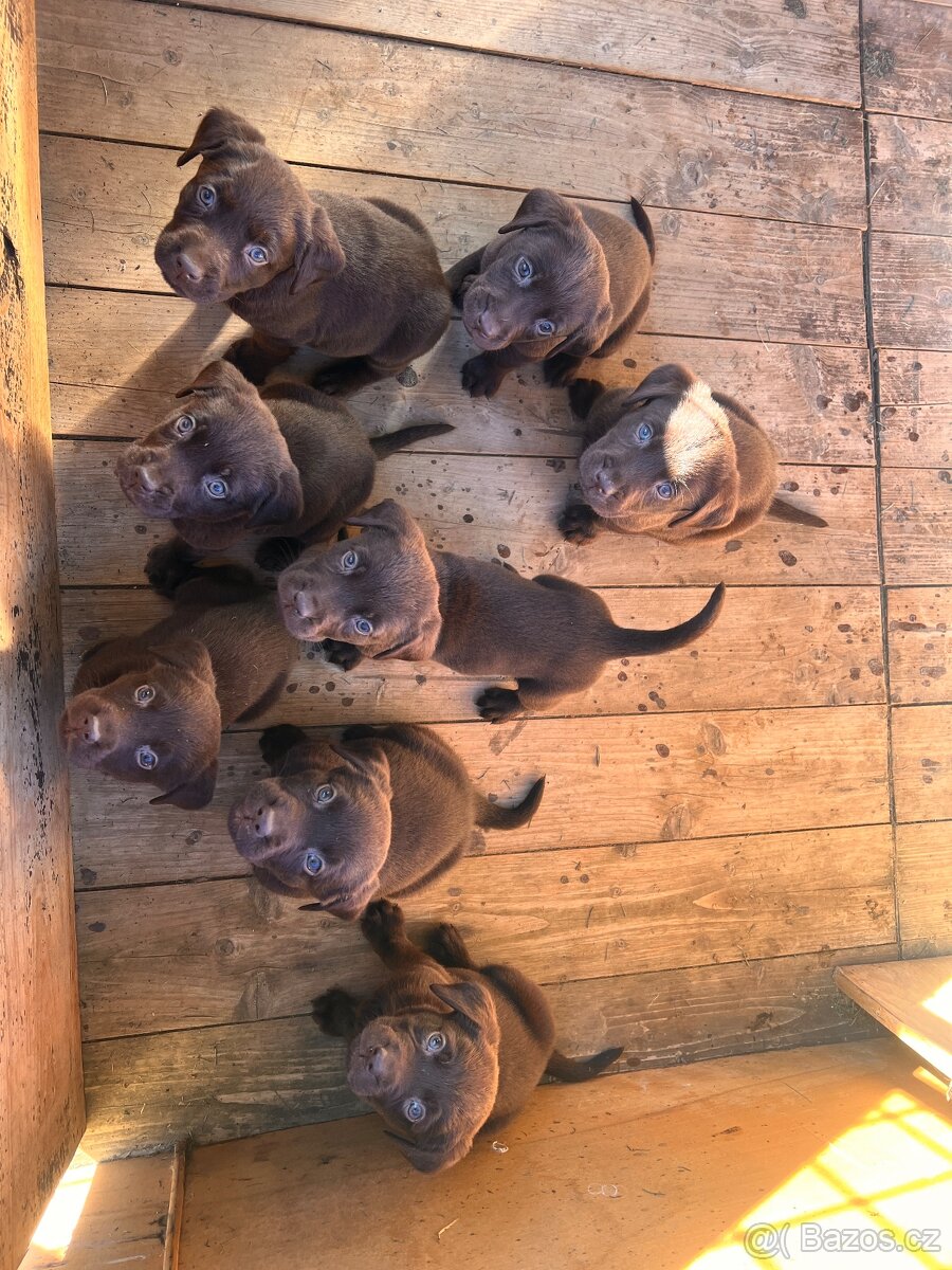 Labrador šteniatka - 8