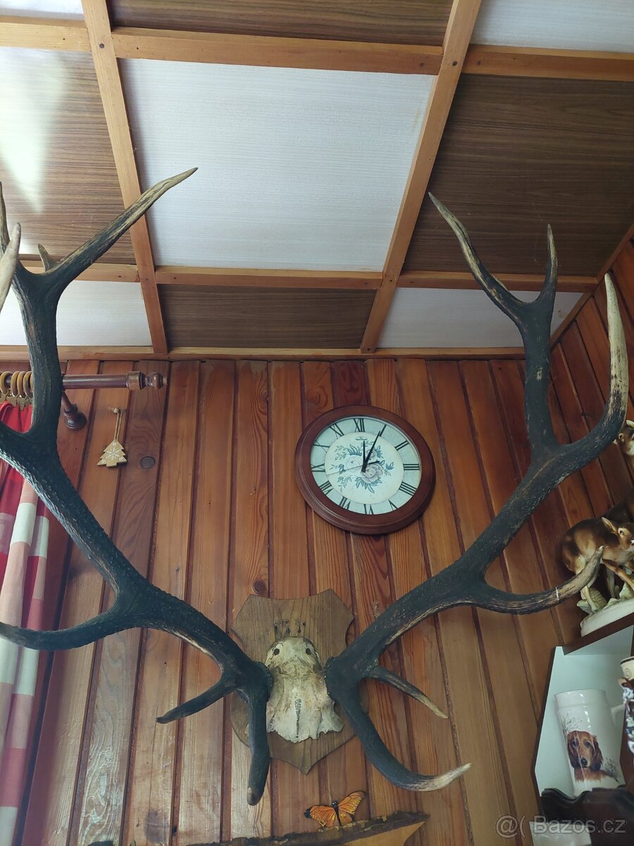 Vypreparovaná zvířata a parohy. - 8