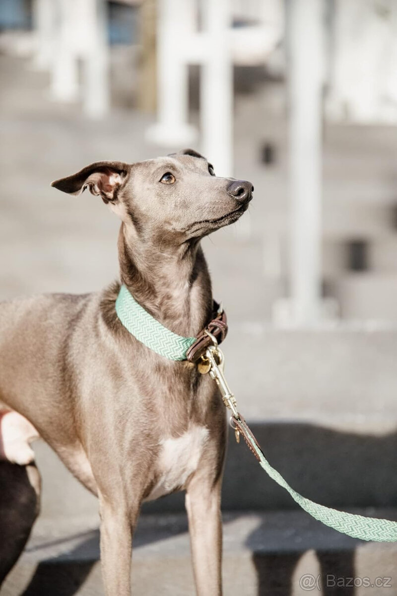 Kentucky - Obojek XL + vodítko - olive green - 8