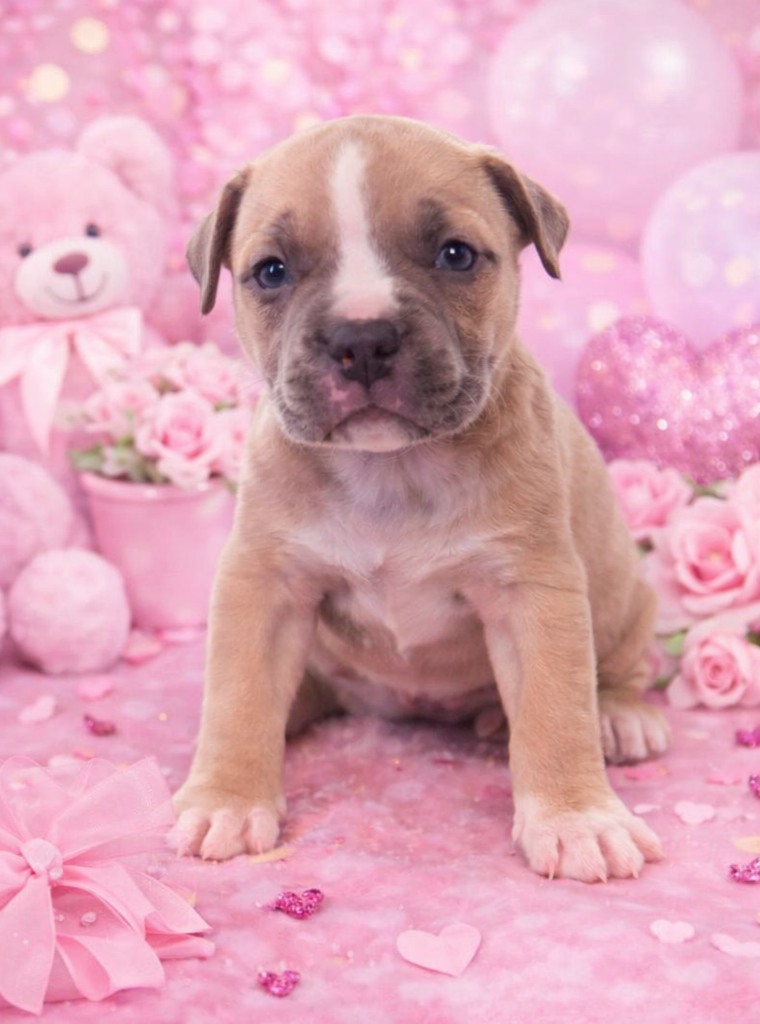 American Bully Standard - 8