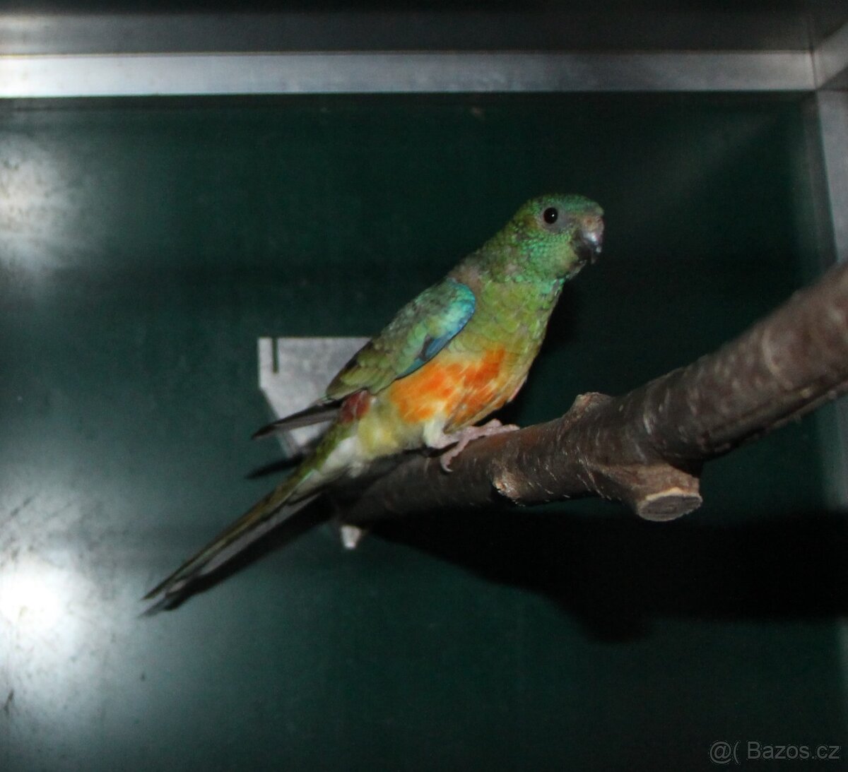 Letošní odchovy australských papoušků - 8