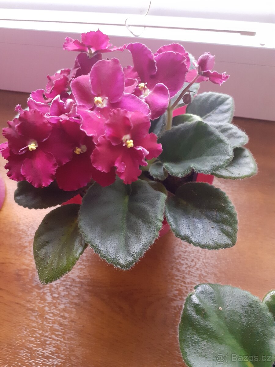 pokojové rostliny - 8