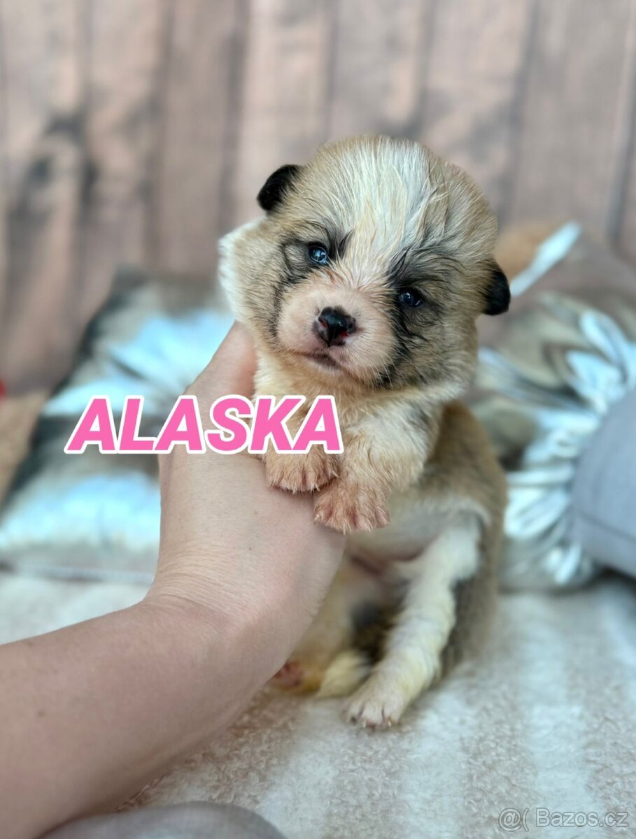 Welsh Corgi Pembroke - 8