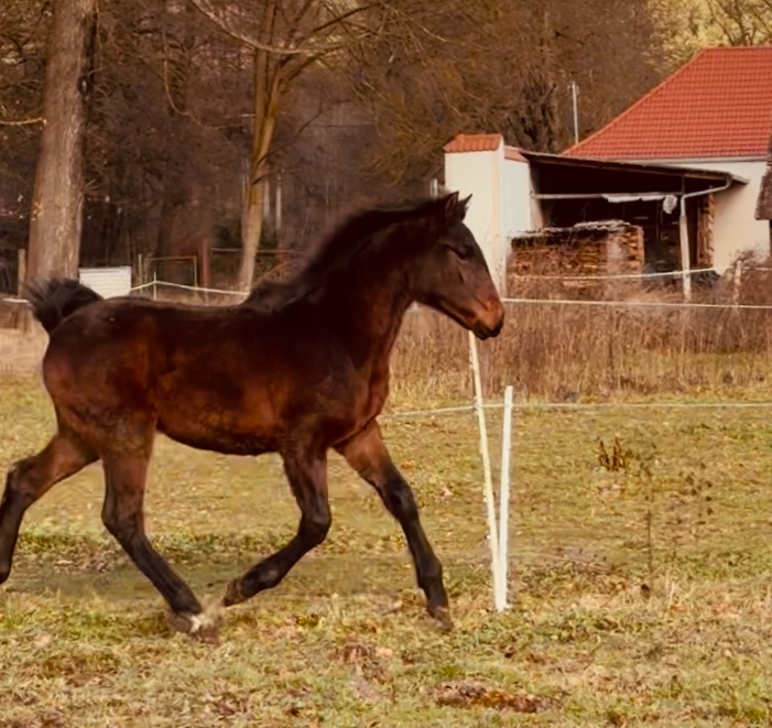 Lusitano hřebeček - 8