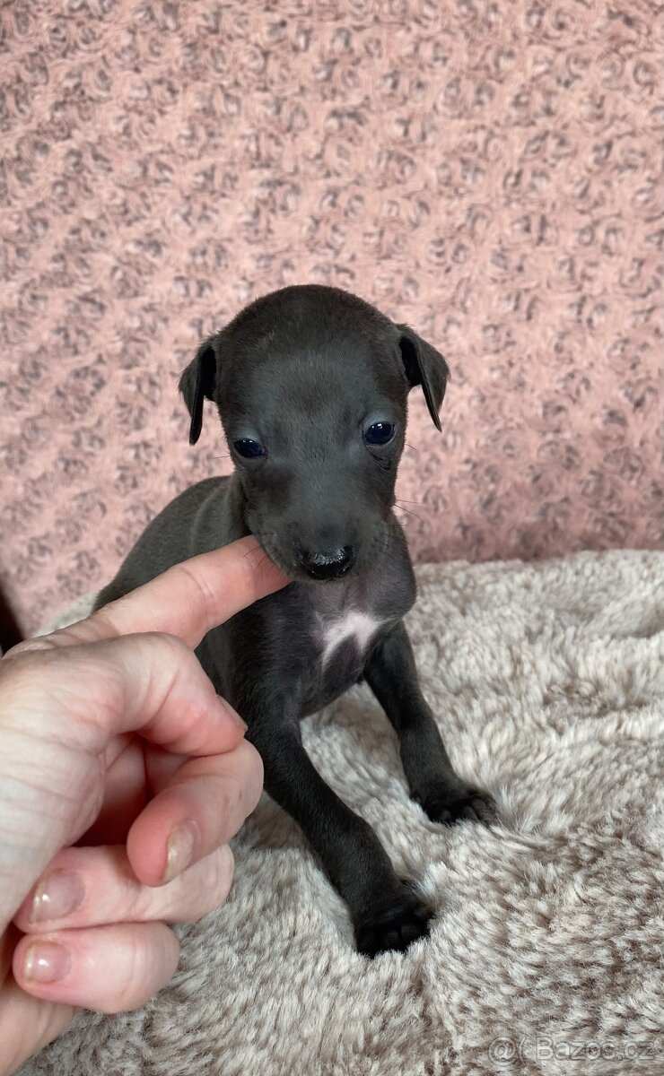 Italský chrtík - 8