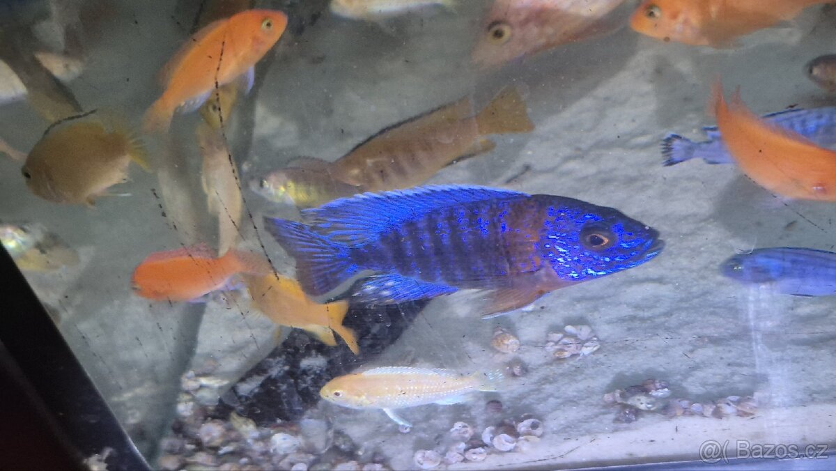 Tlamovci Aulonocara Red Rubín - 8