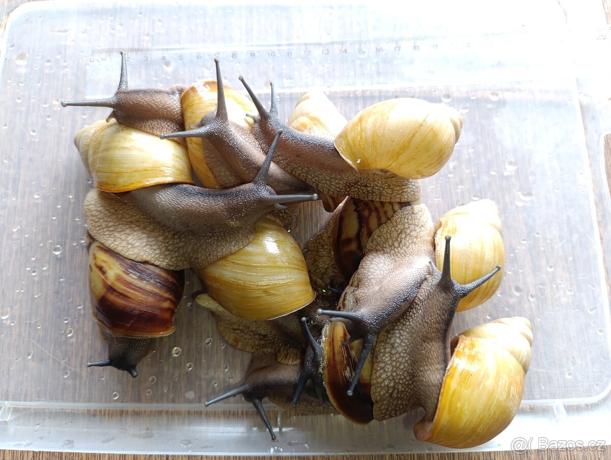 Archachatina marginata candefacta Cameroon - 8
