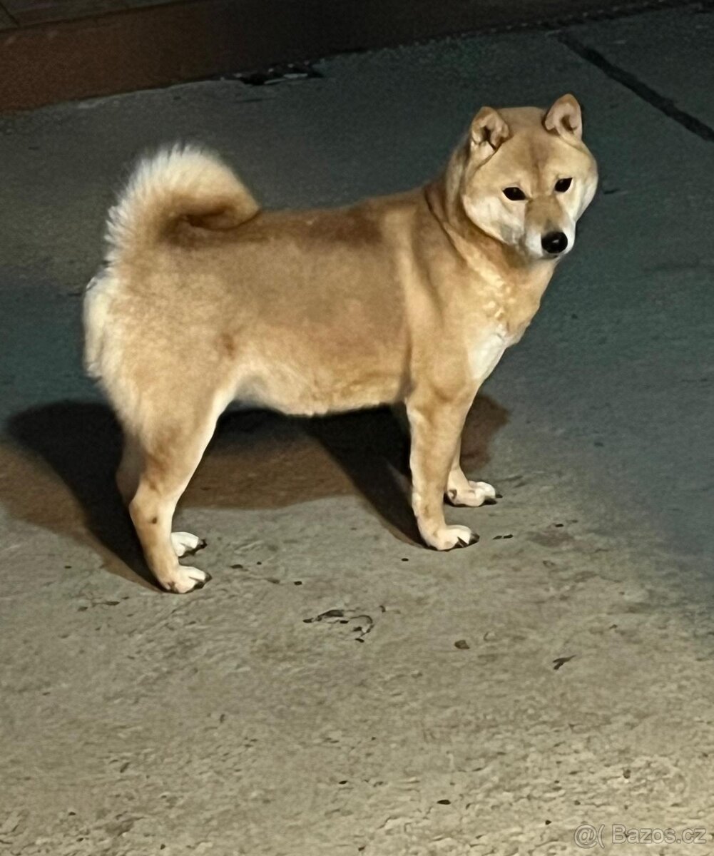 Shiba inu, šiba inu - 8
