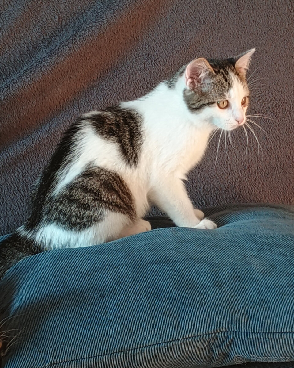 Koťata, kotě, jen do dobrých rukou - 8