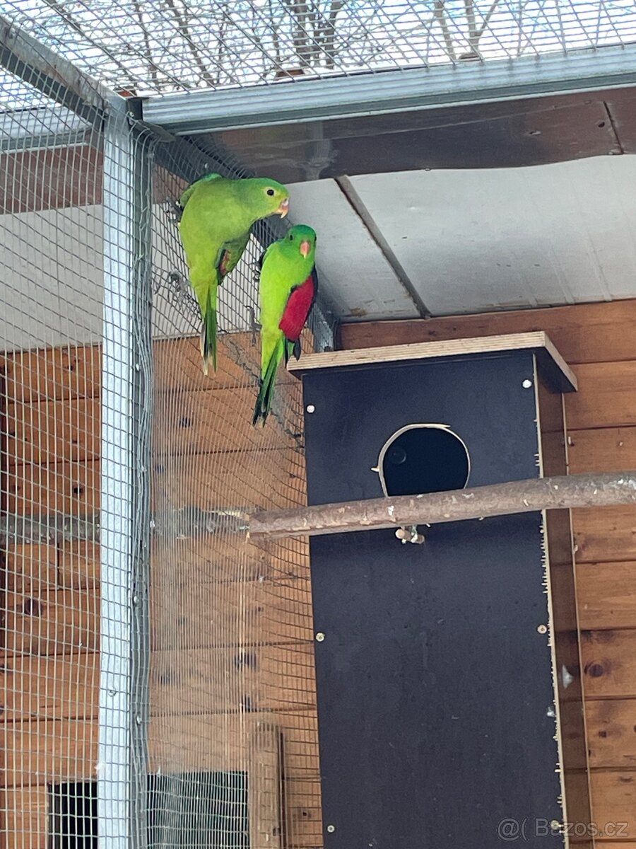 Papoušek Červenokřídlý - 8