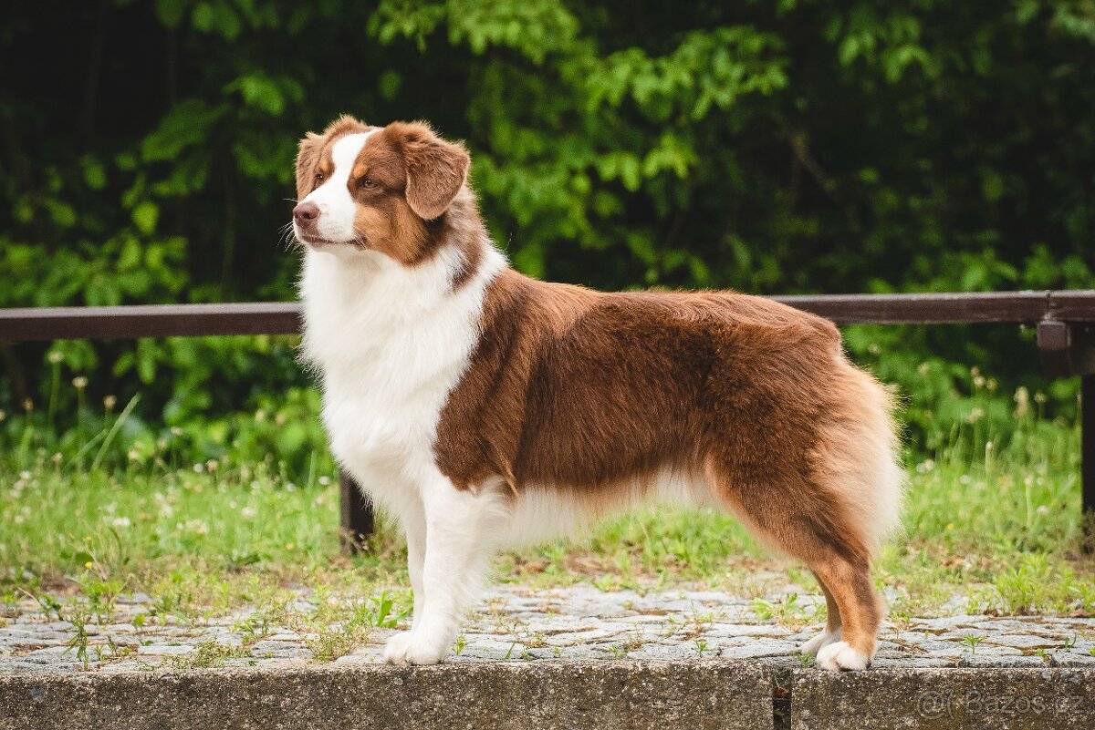 MINIATURNÍ AMERICKÝ OVČÁK - psi - 8